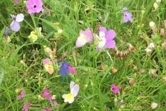 Blumenwiese-Bur